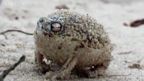 A tiny angry squeaking Frog 🐸 | Super Cute Animals - BBC