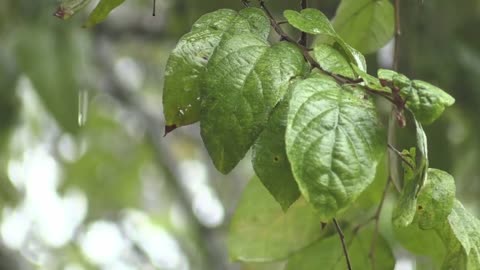 Relaxing sound of rain falling with beautiful nature