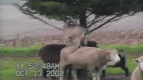 Goat Stands On Sheep To Reach High Tree Branches