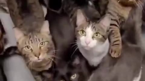 Cute Little Cats in The Group Look Even Better #shorts #viral #shortsvideo #video