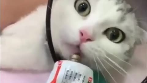 cat eat toothpaste love