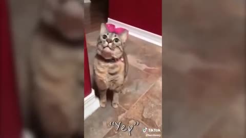 These Cats Can Speak English Better Than Hoomans