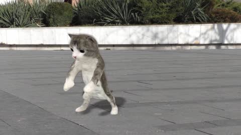 Dancing Cat Animated