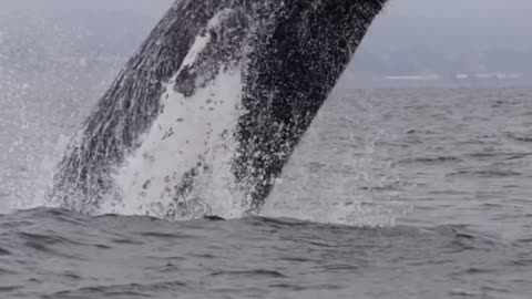 #whalewatching #whale #tail #humpbackwhale #breach #jump #fly #low #news #media #lunges #wildlife