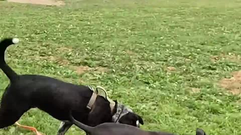 JJ Rescue dog leash trains another dog at park He love his work helping pet owners 2022