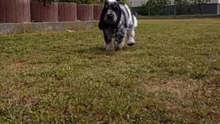 Dogy Runing in Slow Motion So funny