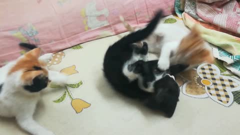 Fluffy Triplets Daily Show On Cats Bed Fight