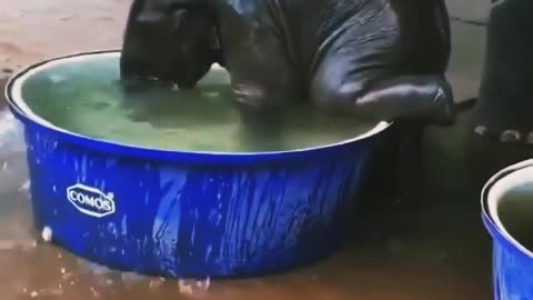 baby elephant bathing video satisfying World best video #elephant #cute #animal