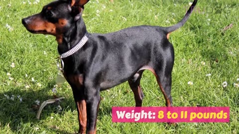 The Ultimate Guide To Caring For A Miniature Pinscher