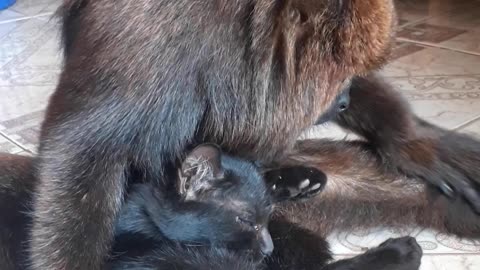 Howler Monkey Cuddles and Grooms Feline Friend