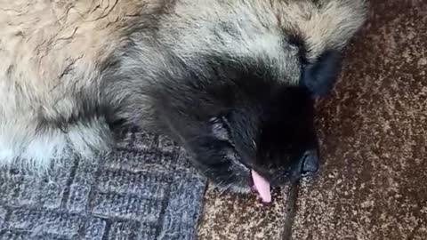 Sleeping Caucasian Shepherd