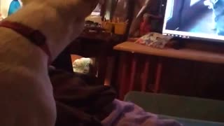 Jesse James howling at dog video