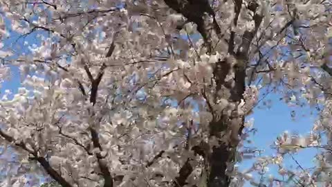 Cherry blossoms that came with spring