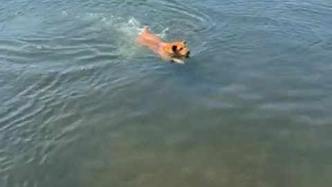 Baby Bear Swims! Another Day Another Jump in the Lake!
