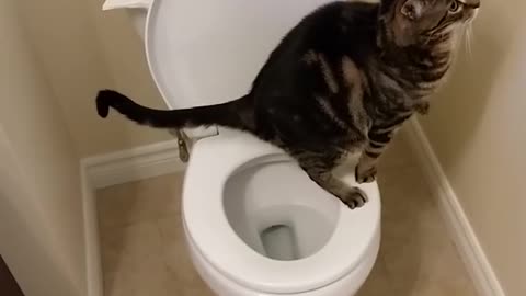Cat using toilet and Flushes