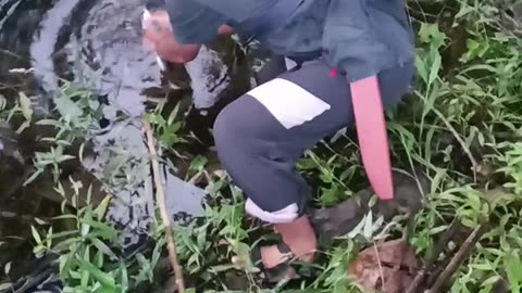 Memasang pancing untuk Ikan gabus