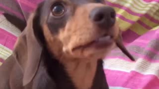 "Chatty" miniature dachshund makes hysterical mouth movements