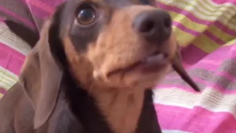 "Chatty" miniature dachshund makes hysterical mouth movements