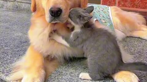 tình yêu chó và mèo #pets #comedy #funny #shortvideo #cute #animals #dog #happy #cat #sonlaphonui