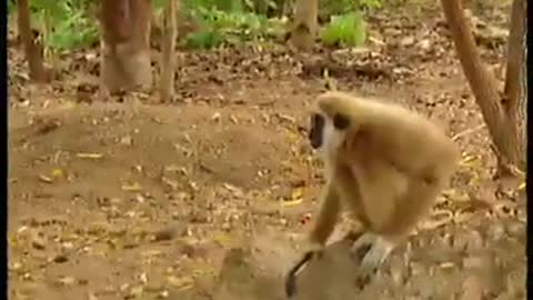 BRAVE FUNNY MONKEY