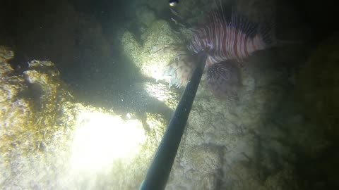 Hunting Lionfish at Night in Bermuda