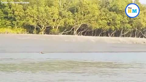 Tiger's dramatic jump from boat during rescue mission.
