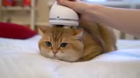 RUMBLE CAT/DOG- hosico cat massage