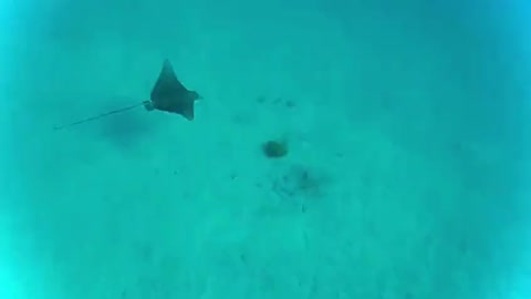 Sting Ray in the Red Sea