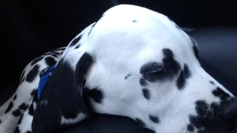 Dalmation falls asleep on black car seat