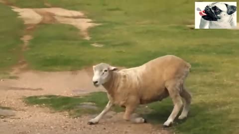 Sheep are freaking incredible 😂