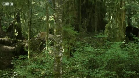 Mother Protects Her Cubs from Huge Black Bear | Natural World: Ghost Bear | BBC Earth