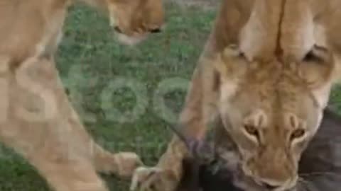 African Lion Females with a Kill, a Wildebeast Masai Mara Park in Kenya