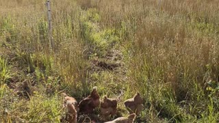 Adopting Laying Hens