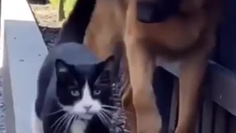 Funny cats and dogs😹 funniest cat videos🤣 try not to laugh challenge