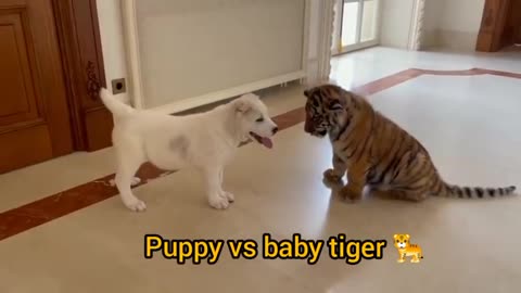 dog vs baby tiger video