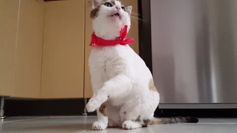 BEST FUNNY CAT VIDEO #1-TRY NOT TO LAUGH