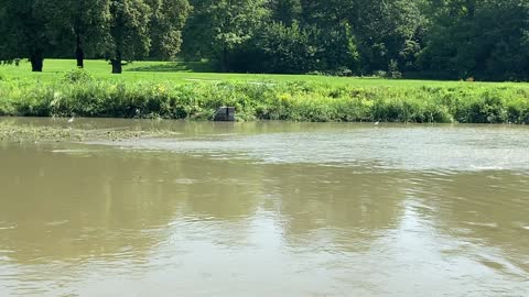 Great Blue Heron and Great White Egret 2