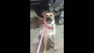 Playful Mutt Dog Obsessed With Air Hose