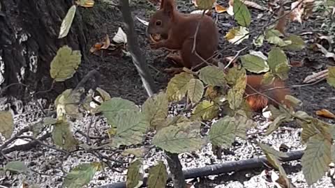 Cute hungry squirrel