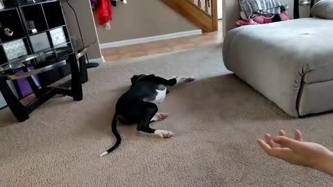 Slo Mo Puppy Catching his Toy