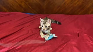 Bengalglitz Molly- Silver Rosetted Female Kitten