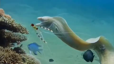 They hunt sea snakes