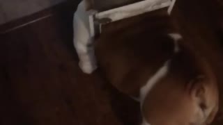 Collab copyright protection - bulldog gets stuck in his doggy door