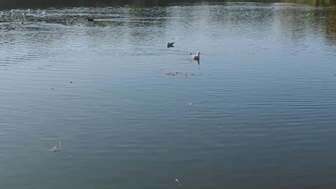 Beautiful nature and duks swimming #nature #photography #naturephotography #love #travel #photooftheday #instagood #beautiful #picoftheday #photo #instagram #naturelovers #art #landscape #like #follow #travelphotography #bhfyp #happy #sunset #ig #wildlife