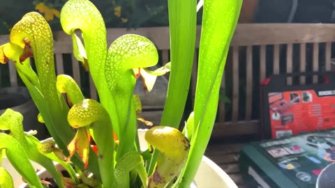 Plantas carnivoras