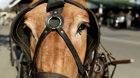 Close up of Carriage Horse Face