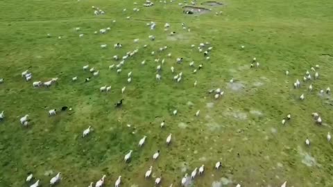 In the green grasslands, flocks of cattle and sheep appear from time to time