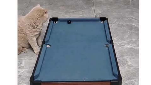 Cat snooker