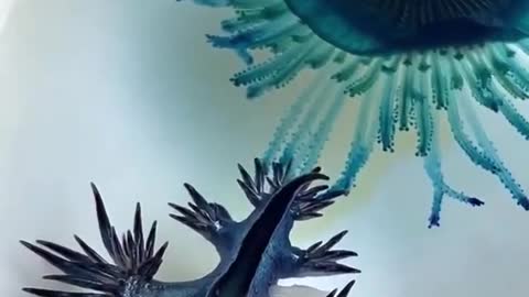 amazing sea animals 🔥# short,s status video
