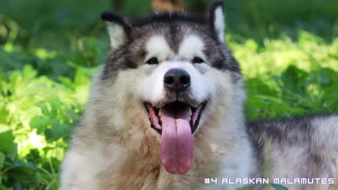 Top 10 STRONGEST Dog Breeds in the WORLD German Shepherd, Rottweilers, Siberian Husky, & 7 more..